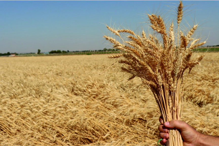 Şanlıurfa Büyükşehirin Ektiği Buğdaylar Halk Ekmek Fabrikasında Ekmeğe Dönüşecek