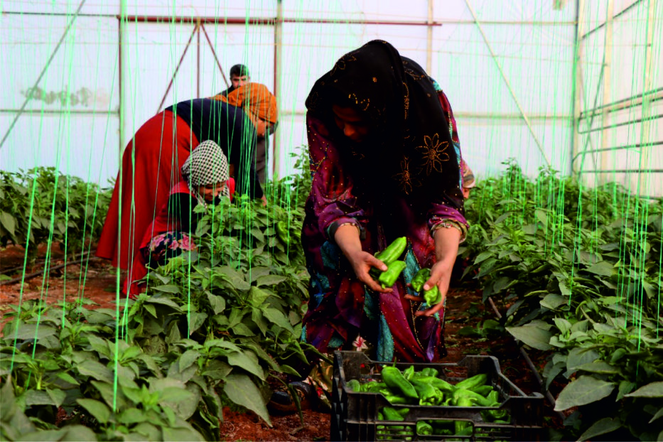 “Toplum Temelli Seracılık” Projesinde Hasat Devam Ediyor