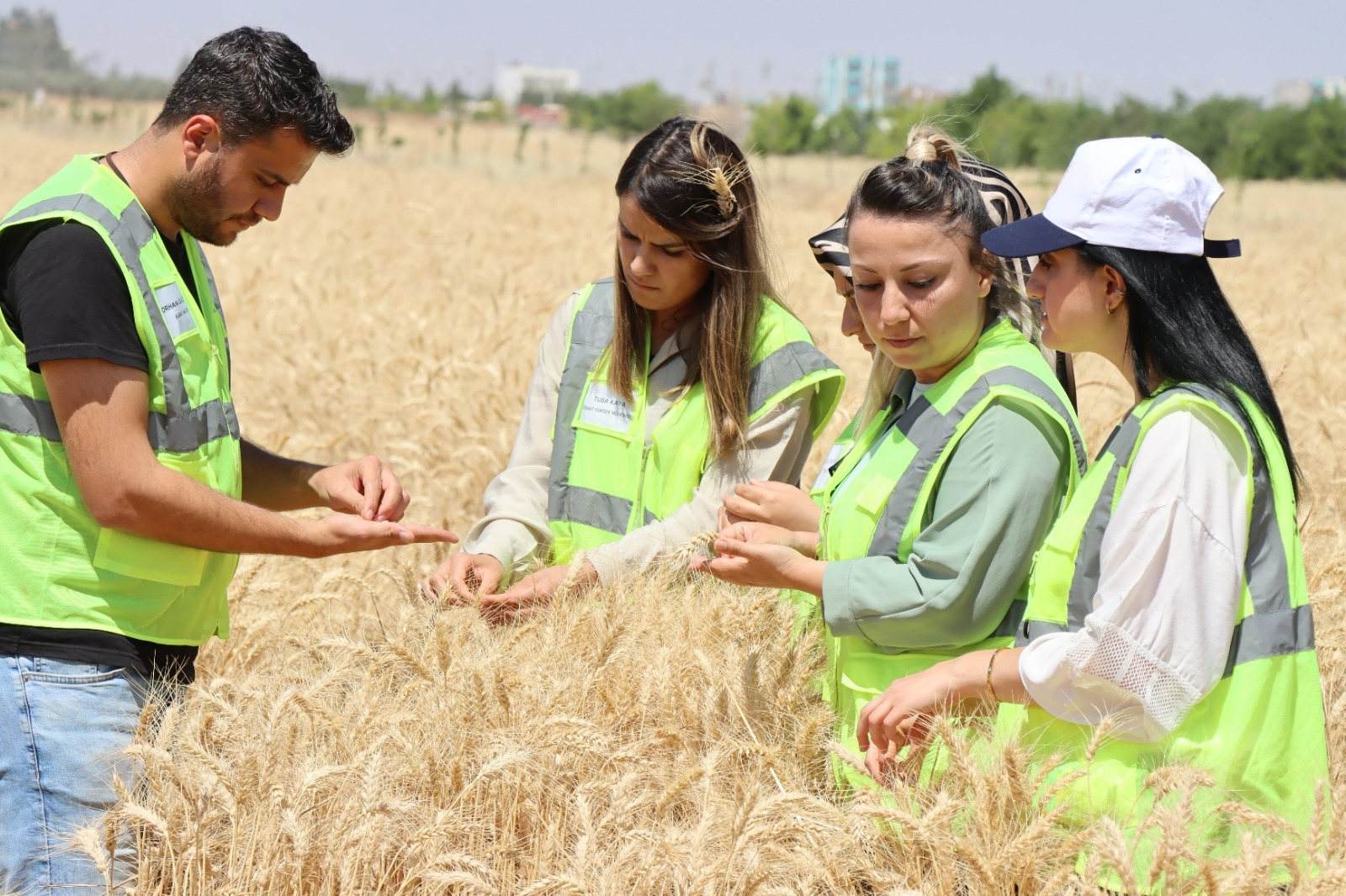 ŞANLIURFA BÜYÜKŞEHİR’DEN BUĞDAY HASADI