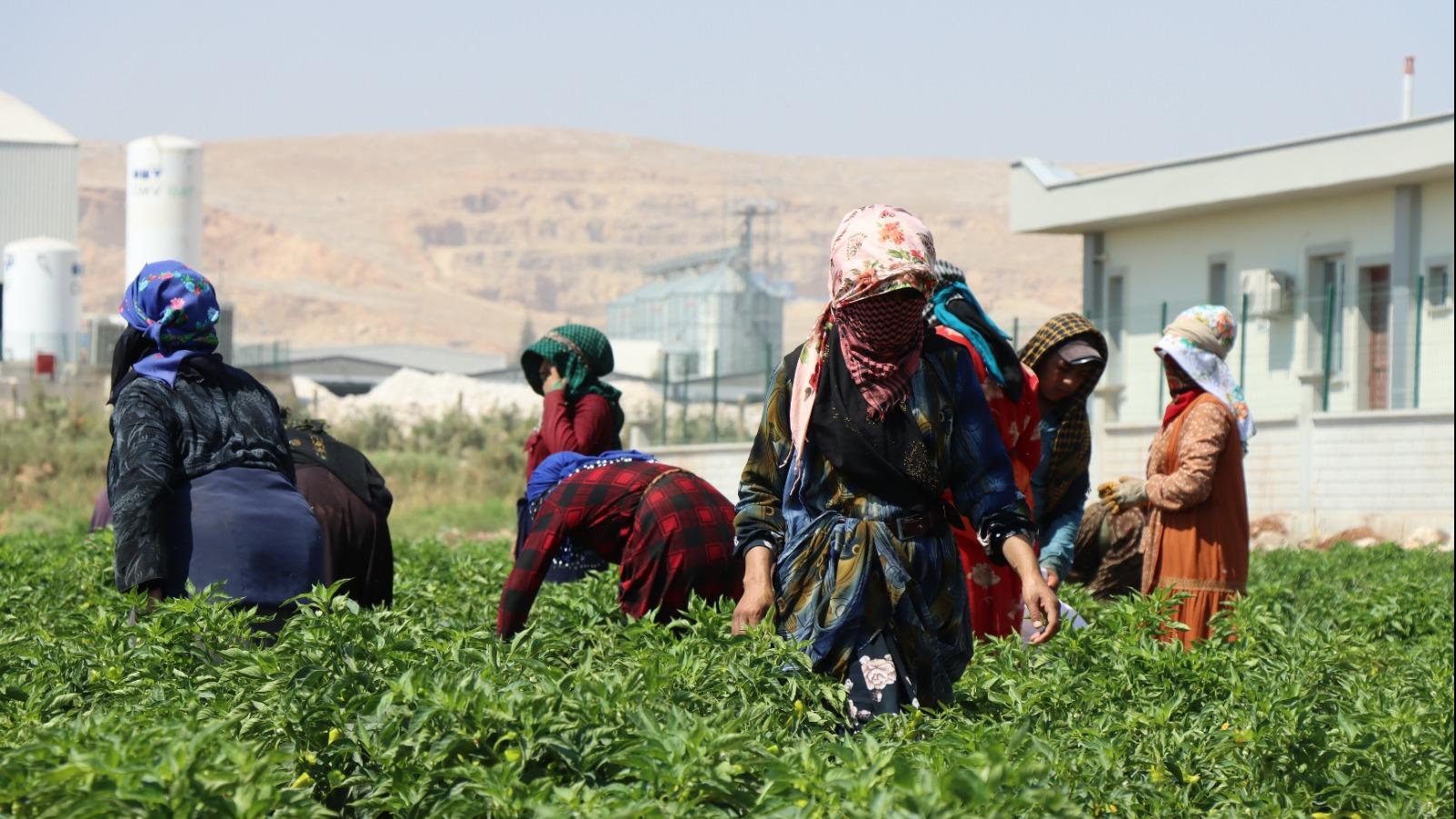 ŞANLIURFA BÜYÜKŞEHİR’DE İSOT HASADI BAŞLADI