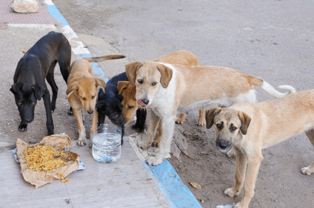 HÜDA PAR; Katil köpekler mi köpekleri kontrolsüzce besleyenler mi?