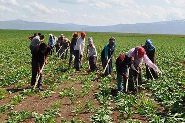 Ülkemizde mevsimlik tarım işçilerinin ortalama günlük ücretleri 2023 yılında %114,6 arttı.