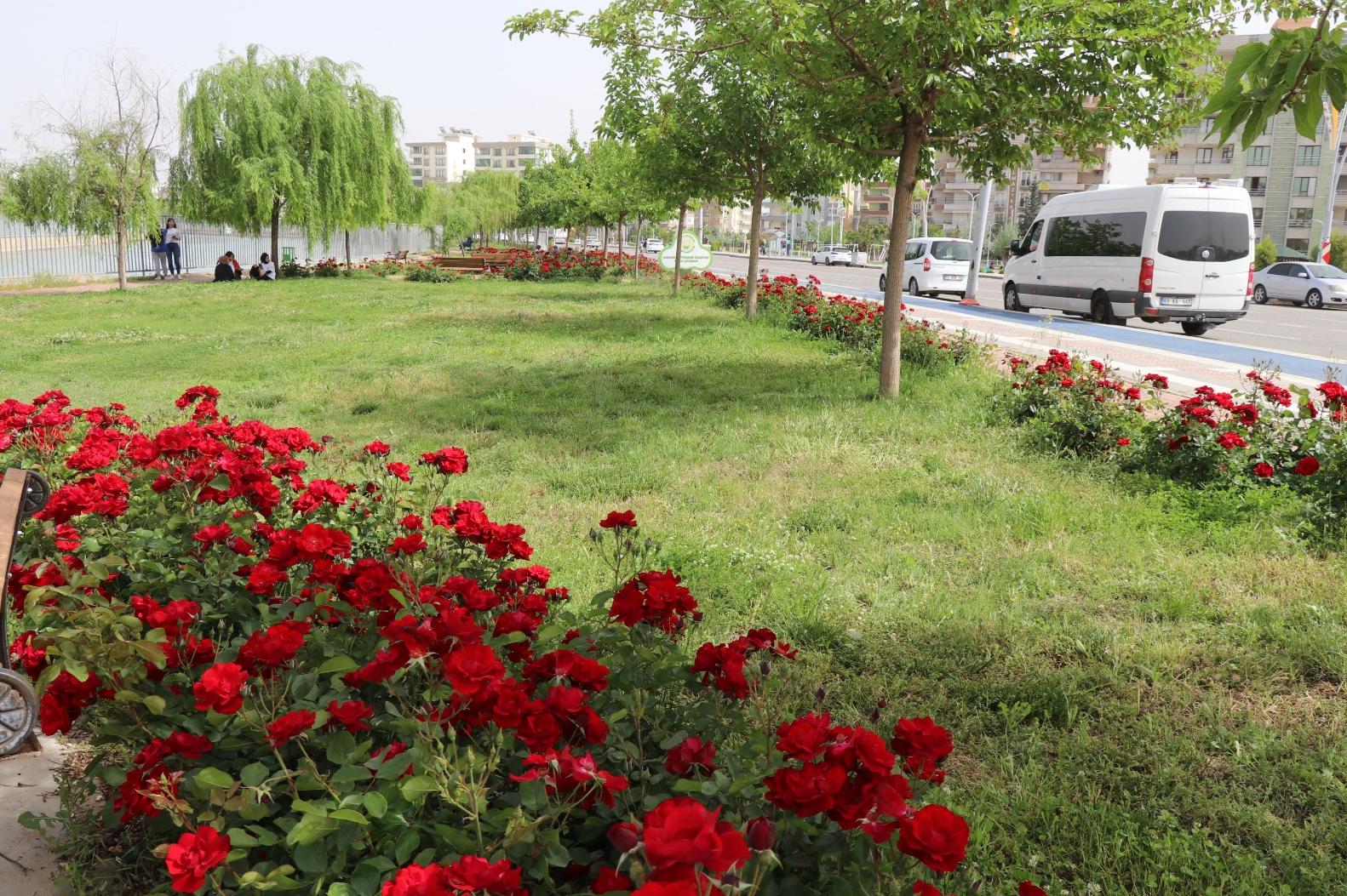 BÜYÜKŞEHİR, PARK VE BAHÇELERİ YAZA HAZIR HALE GETİRİYOR