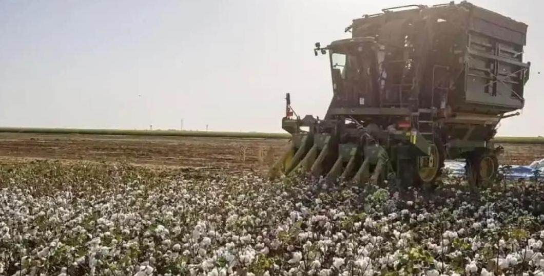 Şanlıurfa’da pamuğun kilogram fiyatı belli oldu!