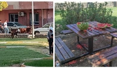 VİRANŞEHİR BELEDİYESİ, PARKLARA ZARAR VERENLERİ UYARDI “PARKLARIMIZI KORUYALIM ZARAR VERENLERİ UYARALIM”