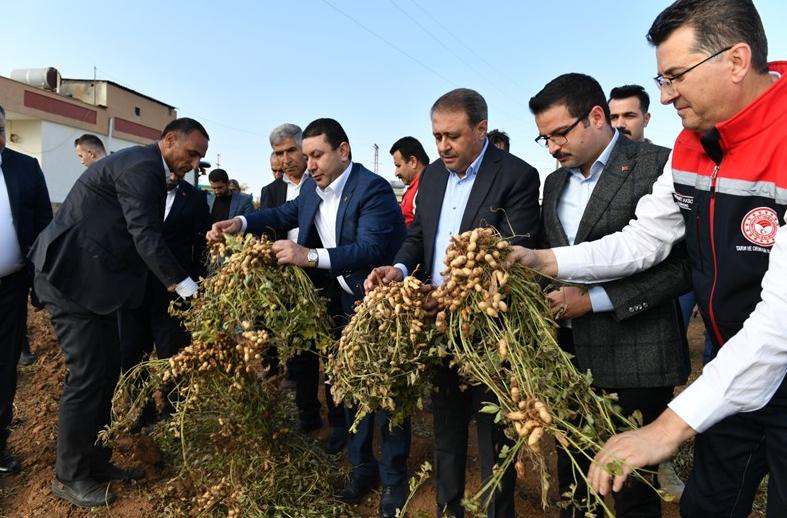 Vali Şıldak, Yer Fıstığı Hasadına Katıldı